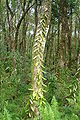 Vanilla plantation in a wood