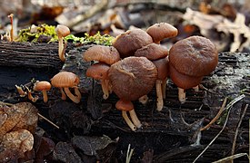 Tubaria furfuracea (Inocybaceae)