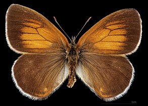 Coenonympha arcania ♂