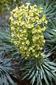 Euphorbia characias