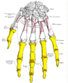 Insertion sur les phalanges moyenne et distales de l'index du muscle extenseur des doigts de la main (Ext. digit. commun).