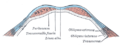 Secció transversal de la paret abdominal anterior, per sota de la línia semicircular.