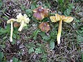 Hygrocybe spadicea