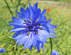 Rudzupuķe (Centaurea cyanus)