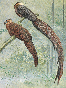 R. nigrescens (иллюстрация Дж. Э. Лоджа[англ.]). Самец выше, самка ниже