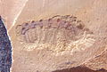 Fossile de Microdictyon sp.