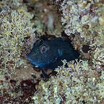 Une blennie pilicorne, dans le parc naturel de l'Arrábida (Portugal). (définition réelle 3 885 × 3 885)