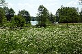 Naturwiese mit Seeblick