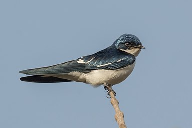 Rândunica cu aripi pătate (Hirundo leucosoma)