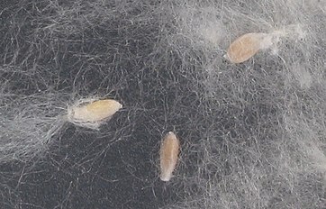 Seeds and seedhairs