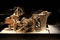 Bộ xương của một con Protoceratops đang nằm tại Experimentarium, Copenhagen.