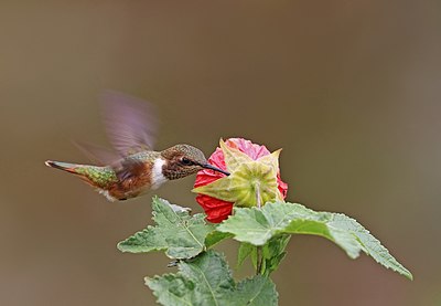 Scintillant hummingbird