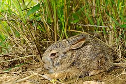 Birminis kiškis (Lepus peguensis)