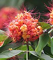 Ashoka tree, provincial flower of Odisha