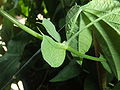 Steunblaadjes van Passiflora loefgrenii