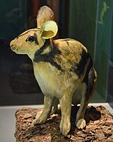 Nesolagus netscheri Sumatra adadovşanı (Model)