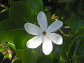 Sechszählige Blüte von Gardenia taitensis