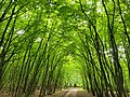 Waldweg im Haidholz