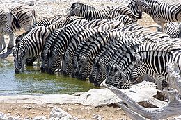 Alföldi zebrák isznak az Etosha Nemzeti Parkban