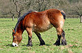 Un ardennais, cheval bréviligne