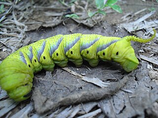 Гъсеница на Acherontia