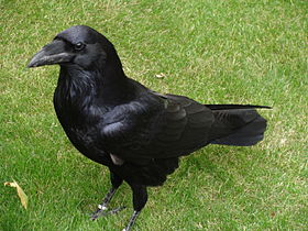 Corvus corax