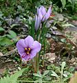 Saffron crocuses flowering in a garden in Osaka Prefecture (大阪府), Kansai, Honshū, Japan