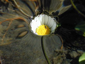 Surface tension