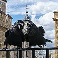 Image 53Two of the current Ravens of the Tower of London. The ravens' presence is traditionally believed to protect the Crown and the tower; a superstition holds that "if the Tower of London ravens are lost or fly away, the Crown will fall and Britain with it". (from Culture of the United Kingdom)