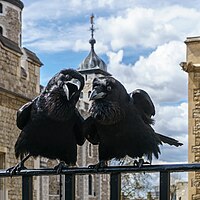 Dwa wrona, Jubilee a Munin, Tower of London