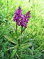 Breitblättriges Knabenkraut (Dactylorhiza majalis) [8]