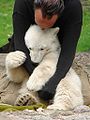 26 septembre 2007 Knut le petit ourson polaire avec son gardien de zoo