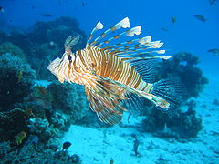 Description de l'image Lionfish in coral reef 2004-11-17.jpeg.