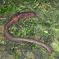 As miñocas (Lumbricus sp.) entran en dormancia