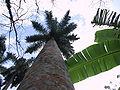 Roystonea regia, Cuba, Baracoa