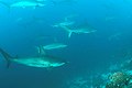 Image 10School of scalloped hammerheads off Wolf Island (from Galápagos Islands)