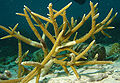 Staghorn coral