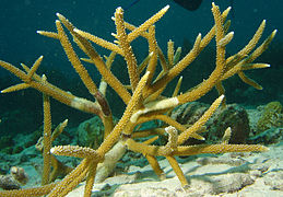 Staghorn coral