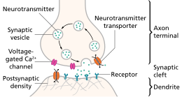 The pre- and post-synaptic axons are separated by a short distance known as the synaptic cleft. Neurotransmitter released by pre-synaptic axons diffuse through the synaptic cleft to bind to and open ion channels in post-synaptic axons.