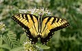 Image 11Male tiger swallowtail butterfly in Central Park (missing its tails)