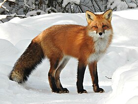 Uma raposa-vermelha no Parque Provincial Algonquin, Ontário