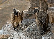 Indian vultures, (Gyps indicus), in a nest on the tower of the Chaturbhuj Temple, Orchha, Madhya Pradesh. The vulture became nearly extinct in India in the 1990s from having ingested the carrion of diclofenac-laced cattle.[7]