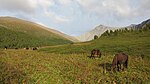 Chevaux dans la vallée de la rivière Bolshoy Ary-Yul.