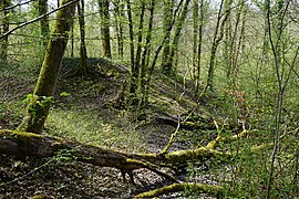 Tronc tombés naturellement sur un ancien terril des mines de Gémonval laissé en friche plusieurs décennies.