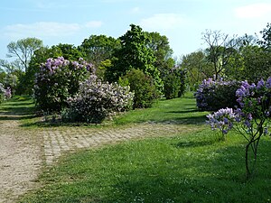 Arboretum de l'École Du Breuil.