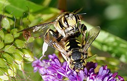 Två Anthidium florentinum under parning.