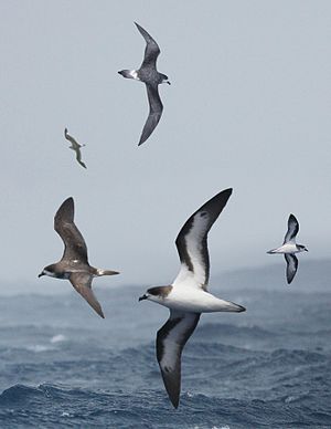 Bermuda petrelo