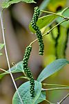 File:Black Pepper (Piper nigrum) fruits.jpg