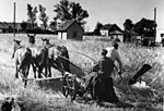 Slåttermaskin med "räfsapparat" bestående av dräng med räfsa. Oranienburg 1949.