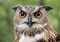 Image 76A rescued Eurasian eagle-owl